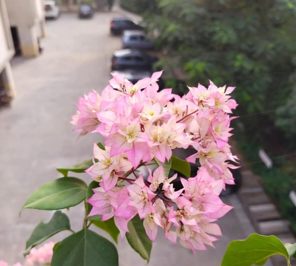 Banaras Home Stay Varanasi Pansiyon